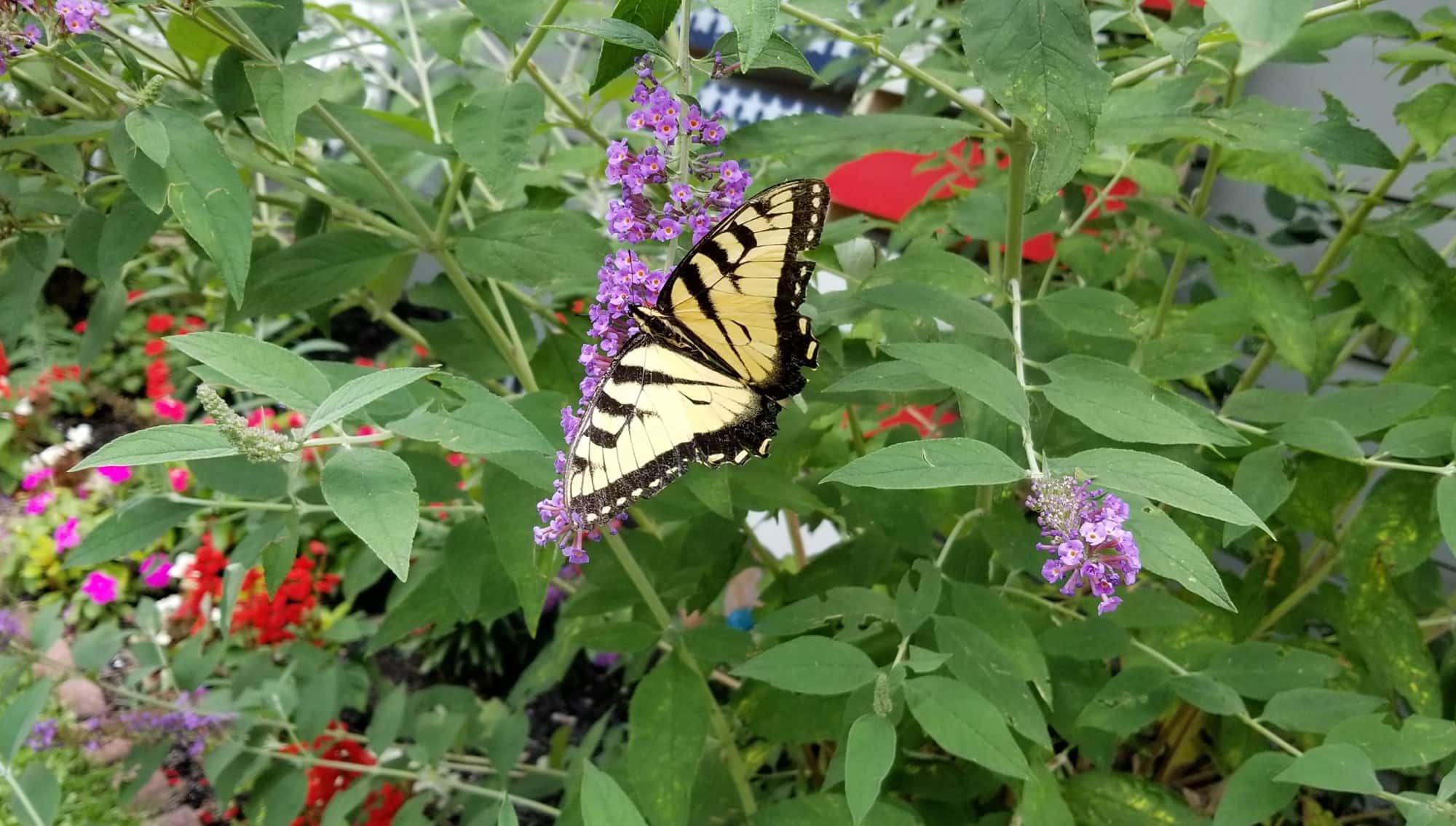 Black and yellow broad-winged butterfly on green bush with purple flowers. 
